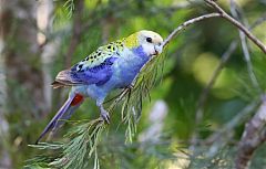 Pale-headed Rosella